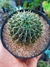 PARODIA BUININGII