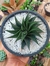 HAWORTHIA LIMIFOLIA TWISTER