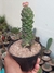 EUPHORBIA MONADENIUM RITCHIEI