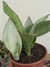 SANSEVIERIA FORMOSA - ESPADA DE S. JORGE PRATEADA