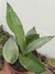 SANSEVIERIA FORMOSA - ESPADA DE S. JORGE PRATEADA - comprar online