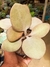KALANCHOE ORGYALIS - COLHER DE COBRE na internet