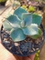 AGAVE POTATORUM - MINI AGAVE BLUE