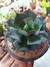 AGAVE POTATORUM - MINI AGAVE BLUE - comprar online