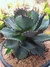 AGAVE POTATORUM - MINI AGAVE BLUE na internet