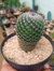 MAMMILLARIA MATUDAE - comprar online