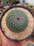 MAMMILLARIA MATUDAE na internet