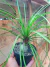PATA DE ELEFANTE - BEAUCARNEA RECURVATA - comprar online