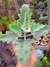 KALANCHOE BEHARENSIS - COLHER DE PEDREIRO - comprar online