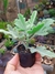 KALANCHOE BEHARENSIS - COLHER DE PEDREIRO na internet