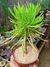 SENECIO BARBETONICOS - VERDE na internet