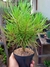 SENECIO BARBETONICOS - VERDE - comprar online