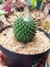 MAMMILLARIA PICO