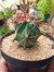 FEROCACTUS HISTRIX - comprar online