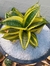 MINI ESPADA SÃO JORGE SANSEVIERIA TRIFASCIATA HAHNI