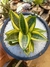 MINI ESPADA SÃO JORGE SANSEVIERIA TRIFASCIATA HAHNI - comprar online