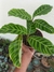 MARANTA ZEBRINA na internet