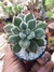 ECHEVERIA SETOSA