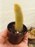 CACTO RABO DE GATO - CLEISTOCACTUS WINTERI