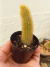 CACTO RABO DE GATO - CLEISTOCACTUS WINTERI