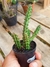 HUERNIA MACROCARPA - comprar online