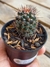 MAMMILLARIA VOBURNENSIS - comprar online
