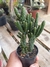 OPUNTIA MONACANTHA - PÊRA ESPINHOSA - comprar online