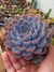 ECHEVERIA ORION - comprar online