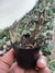 ORBEA DECAISNEANA - comprar online