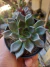 ECHEVERIA HOT CHOCOLATE