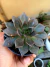 ECHEVERIA HOT CHOCOLATE - comprar online