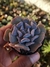 ECHEVERIA CUBIC FROST - comprar online
