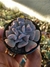 ECHEVERIA CUBIC FROST na internet
