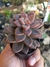 SEDUM BRONZE - comprar online