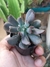 ECHEVERIA DARK VADER - comprar online