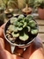 ECHEVERIA JOAN DANIEL - comprar online