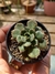 ECHEVERIA JOAN DANIEL na internet