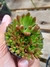 OROSTACHYS JAPONICA - comprar online