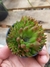 OROSTACHYS JAPONICA na internet