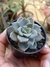 GRAPTOVERIA TITUBANS
