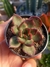 ECHEVERIA AGAVOIDES PROLIFICA