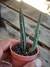 CACTO MELANCIA - SENECIO STAPELIIFORMIS
