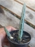 CACTO MELANCIA - SENECIO STAPELIIFORMIS - comprar online