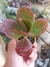 KALANCHOE VIVIEN - ORELHA DE ELEFANTE