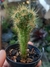 CEREUS PERUVIANUS MONSTRUOSUS "MONSTRO" - comprar online