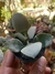 KALANCHOE BRACTEATA "COLHER DE PRATA" na internet