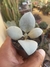 KALANCHOE BRACTEATA "COLHER DE PRATA" - comprar online