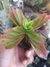 CRASSULA CAPITELLA CAMPFIRE - FOGUEIRINHA - comprar online