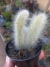 CACTO RABO DE MACACO (CLEISTOCACTUS COLADEMONONIS) - comprar online