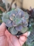 ECHEVERIA CHROMA na internet